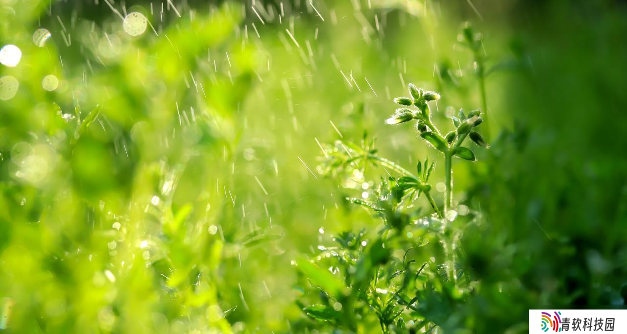 今天中伏，老人说：“最怕中伏一日雨”，中伏雨天好还是晴天好？