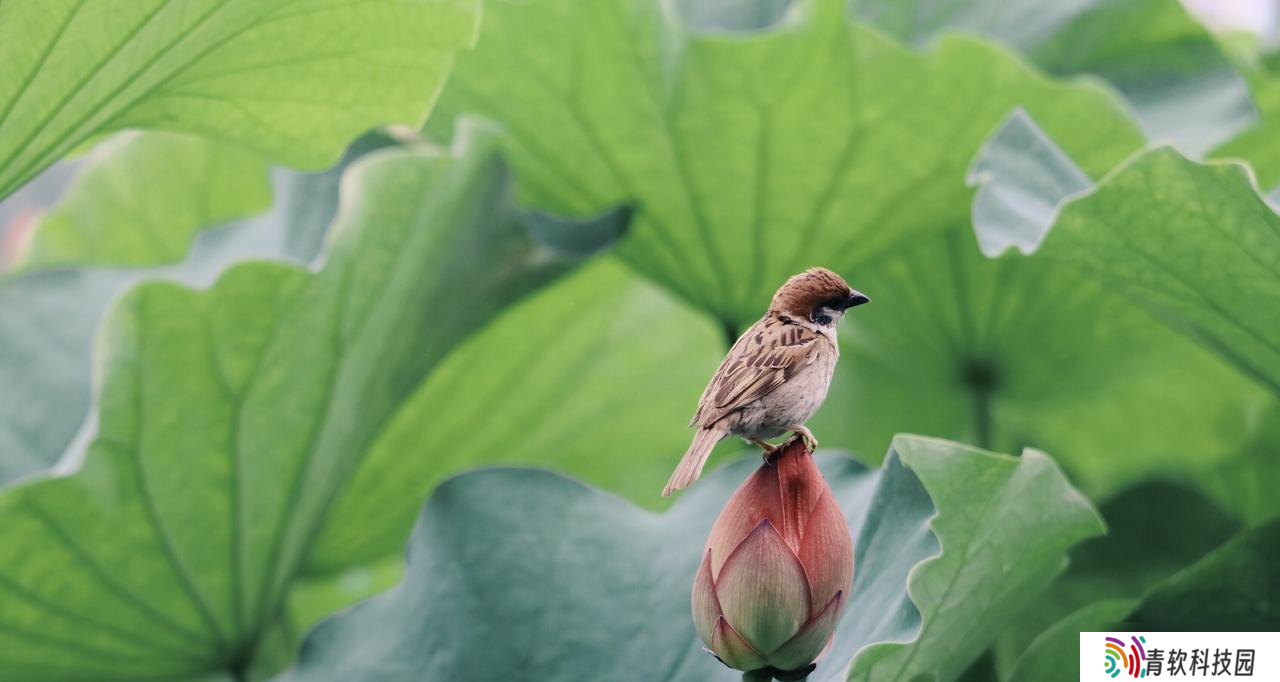 今天中伏，老人说：“最怕中伏一日雨”，中伏雨天好还是晴天好？