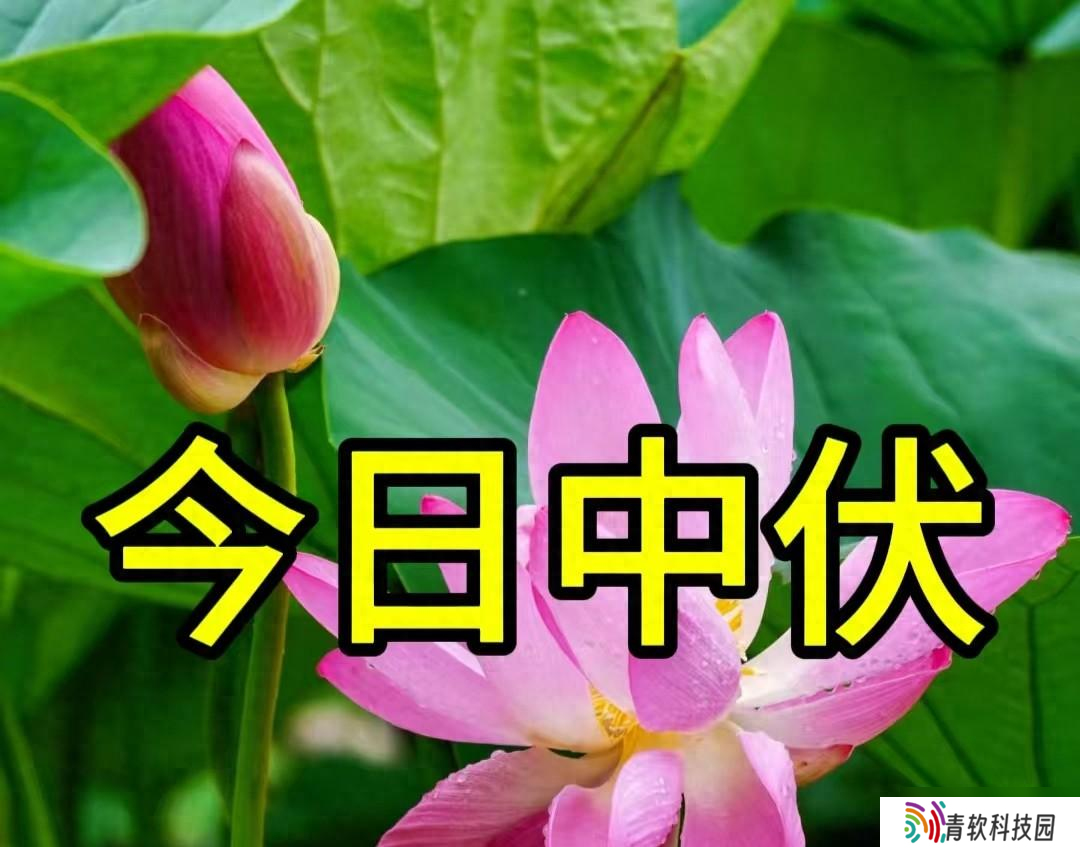 今天中伏，老人说 “最怕中伏一日雨”，中伏雨天好还是晴天好
