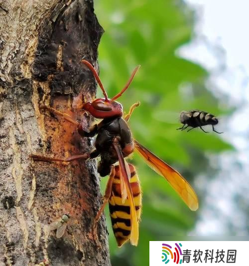 大话西游中怎么捕捉毒蜂 捕捉毒蜂的技巧有什么