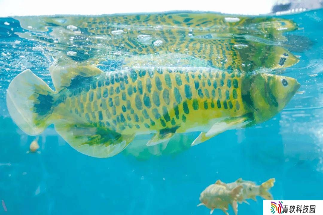 智能软体仿生鱼“金鳞”面世，能否在水族界掀起新风尚？