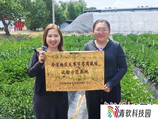 乌兰察布芍药鲜切花首出国门，集宁海关助力花卉产业绽放国际舞台